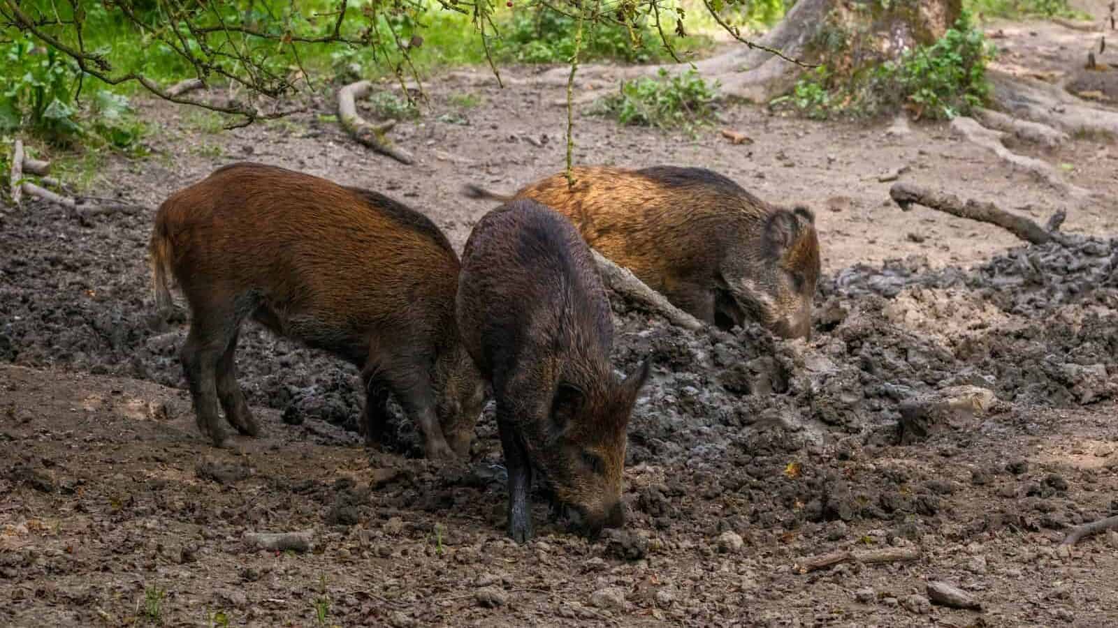 A couple of animals that are standing in the dirt