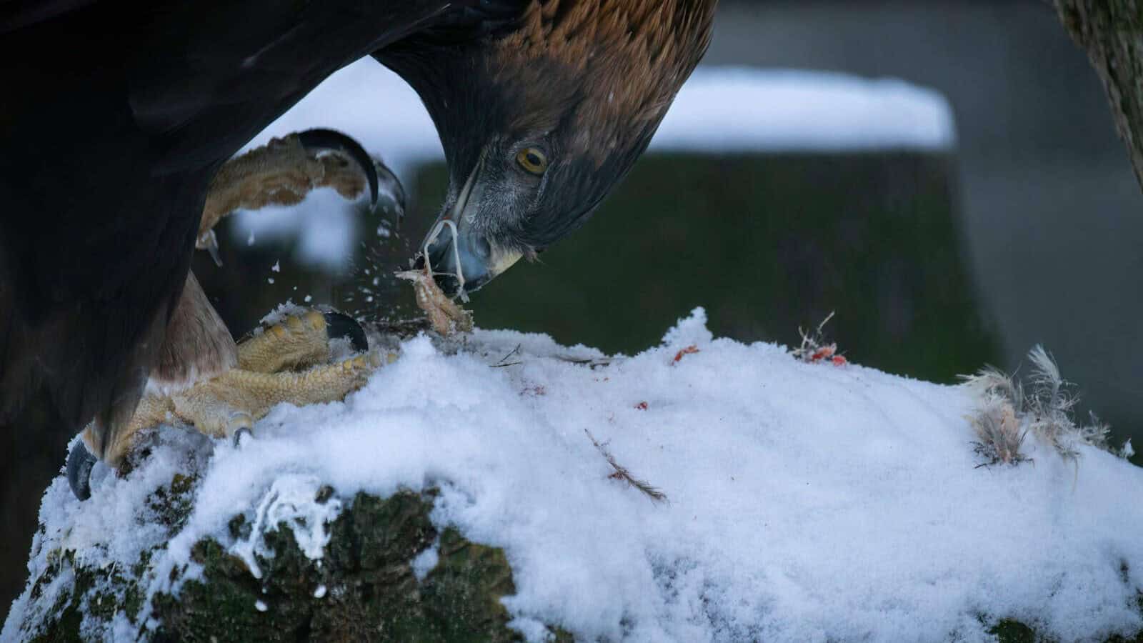 a bird eating a fish