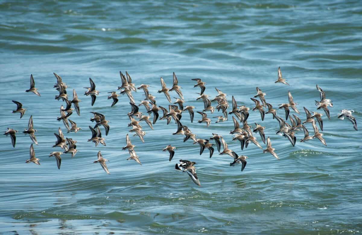 flock of birds flying over the water during daytime