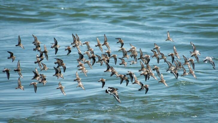 Protecting U.S. Shorebirds During Tourist Season