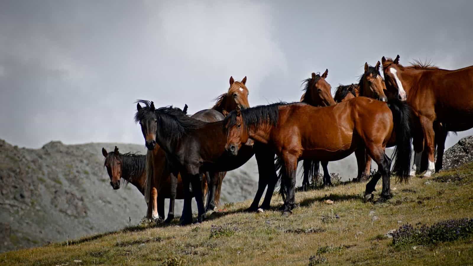 a group of horses standing on top of a grass covered hill