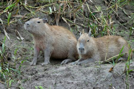 How Capybaras Communicate Using Whistles and Purrs
