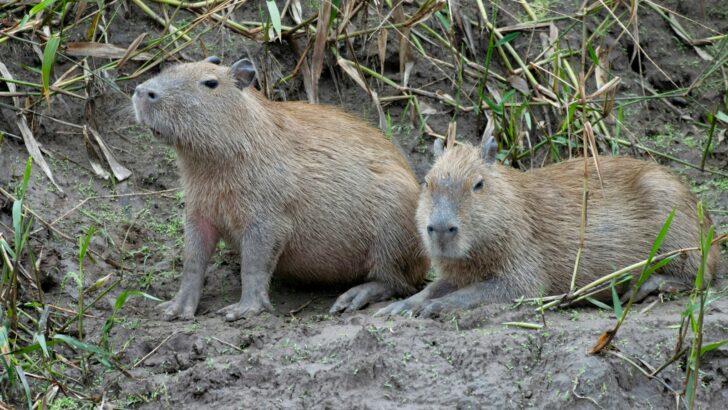 How Capybaras Communicate Using Whistles and Purrs