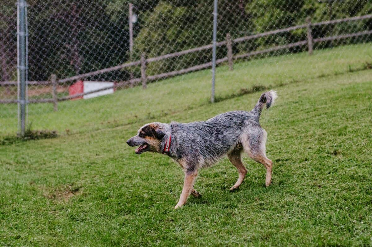 a dog that is standing in the grass