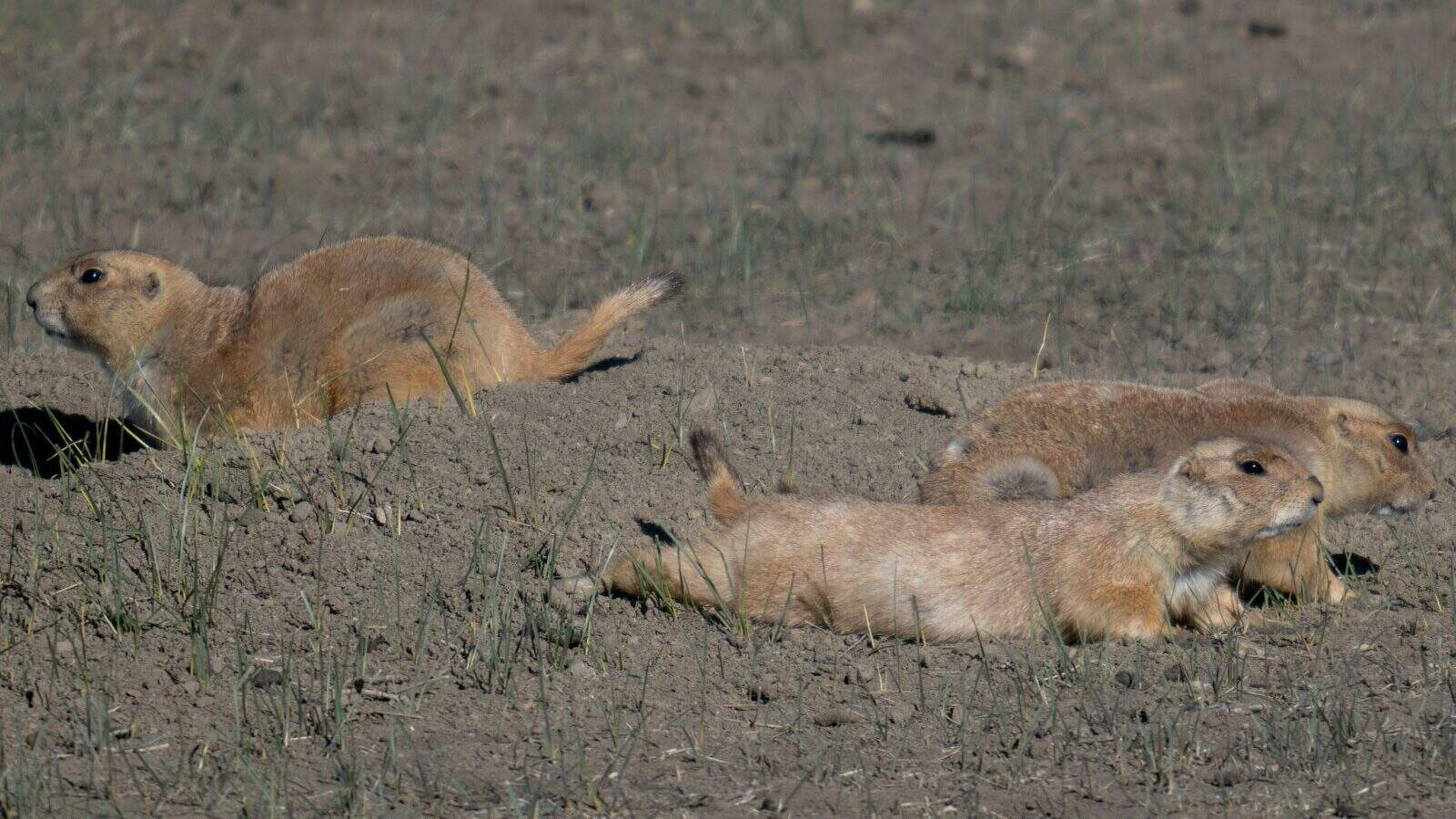 a couple of animals that are laying in the dirt