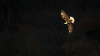 Bald eagle flying