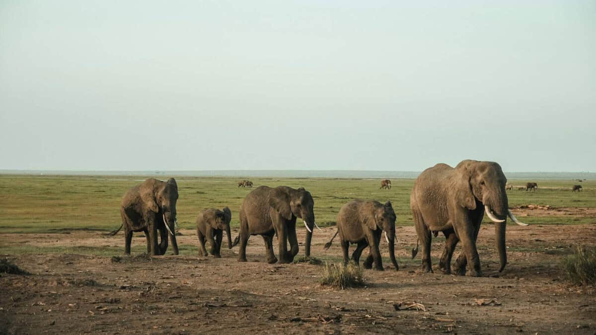 elephants