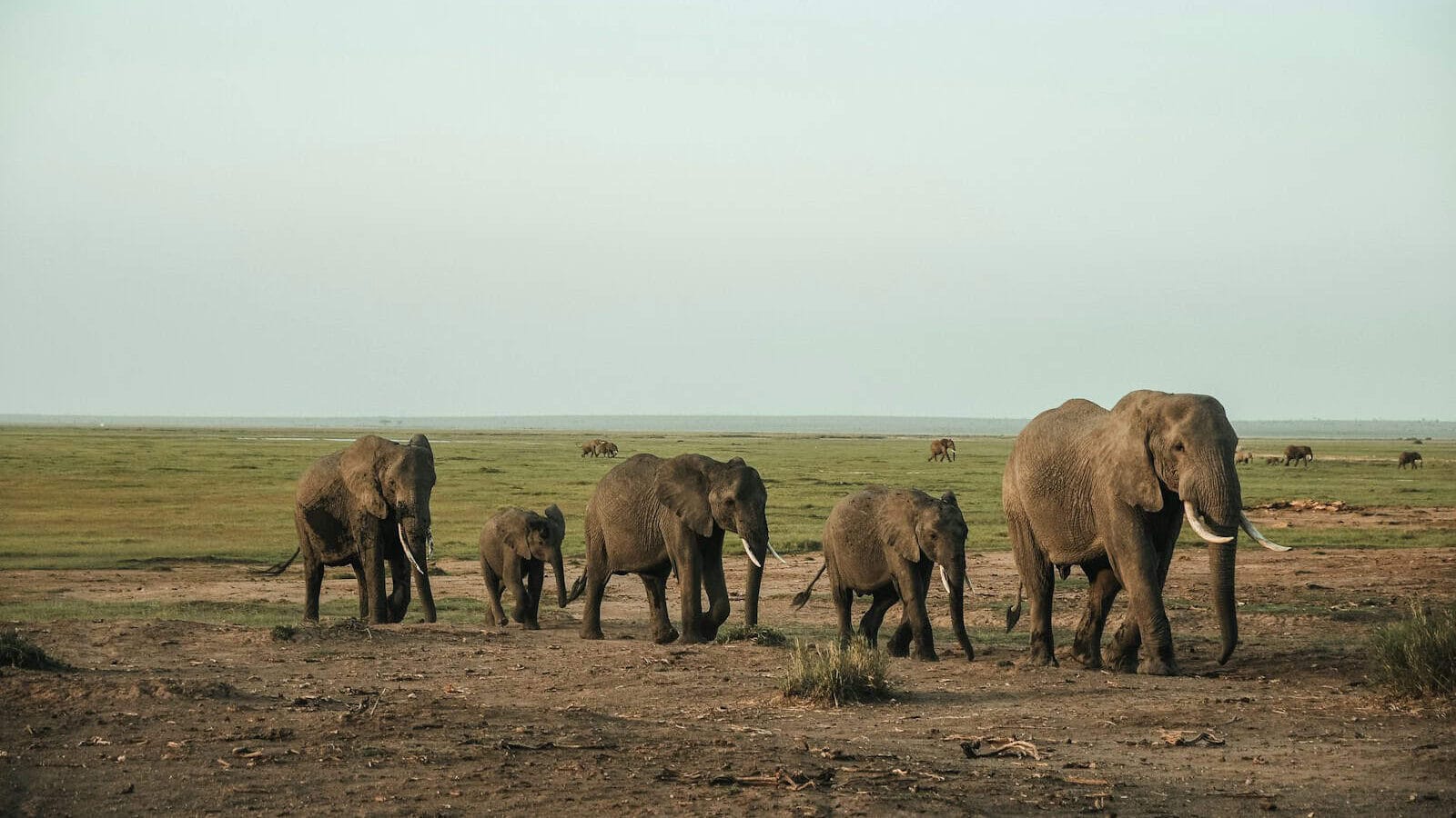 elephants