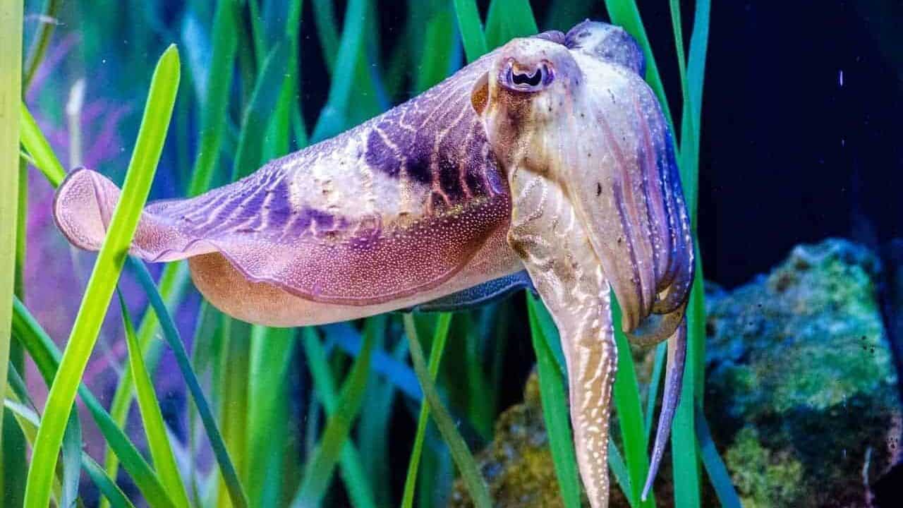 Cuttlefish