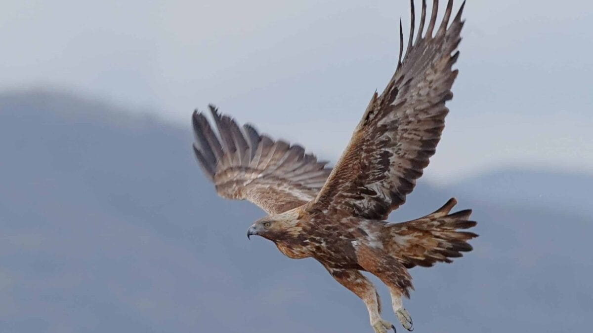 Golden Eagle