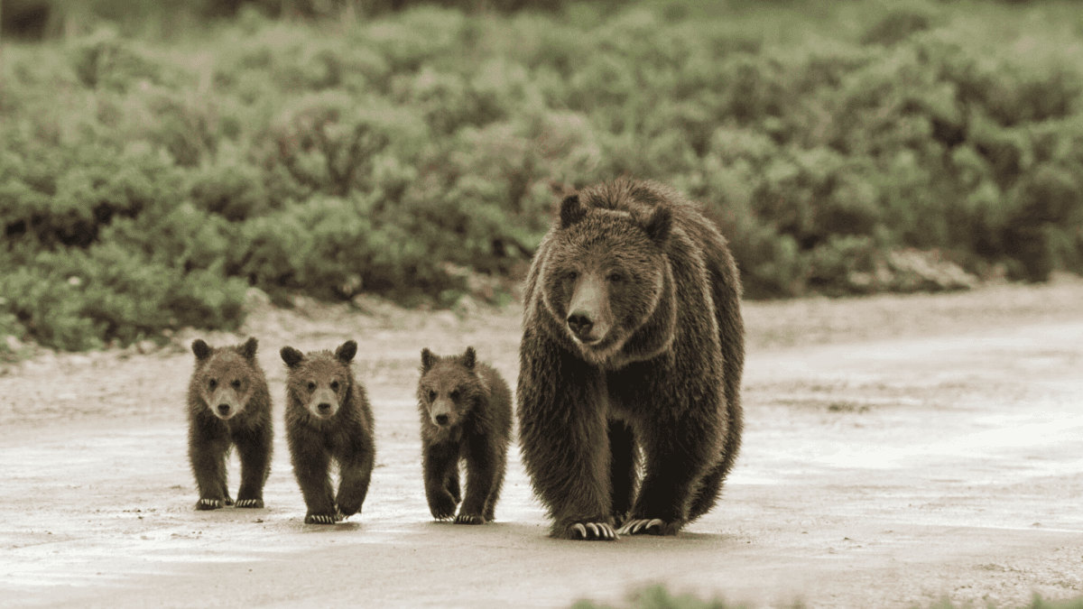 grizzly bear