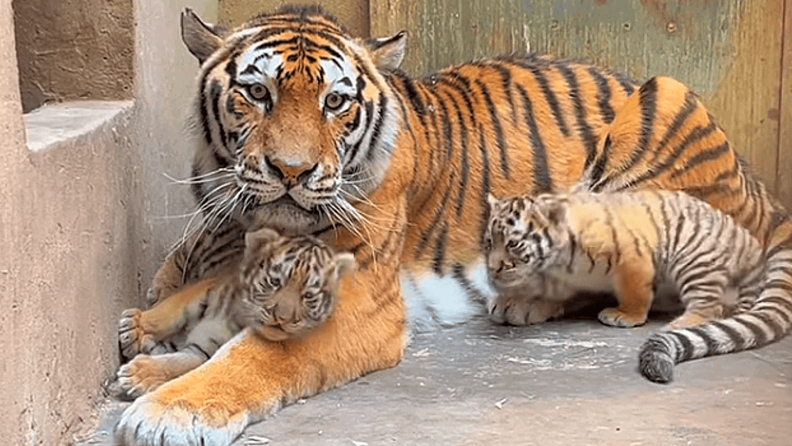 tiger cubs
