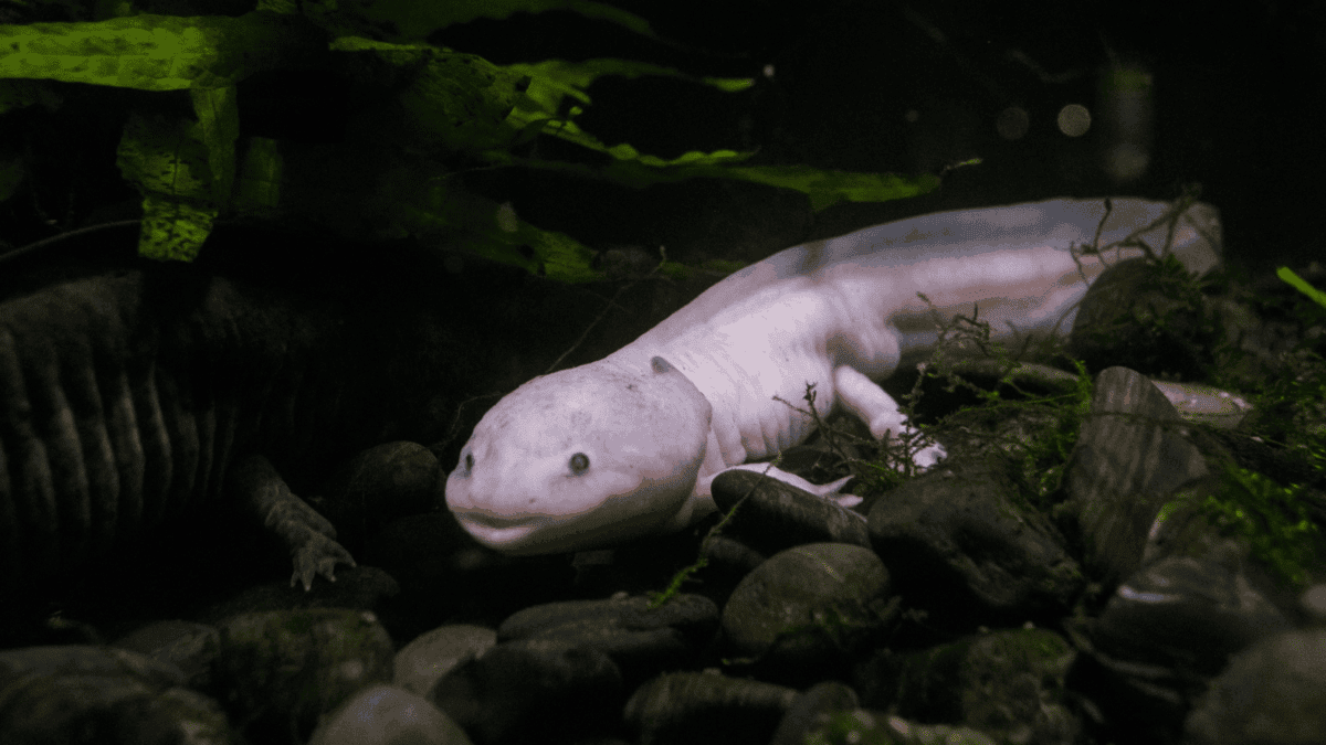 largest axolotl
