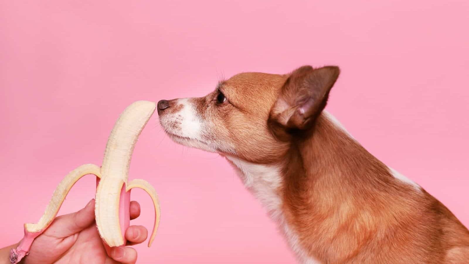 brown and white short coated dog on white and pink inflatable ring