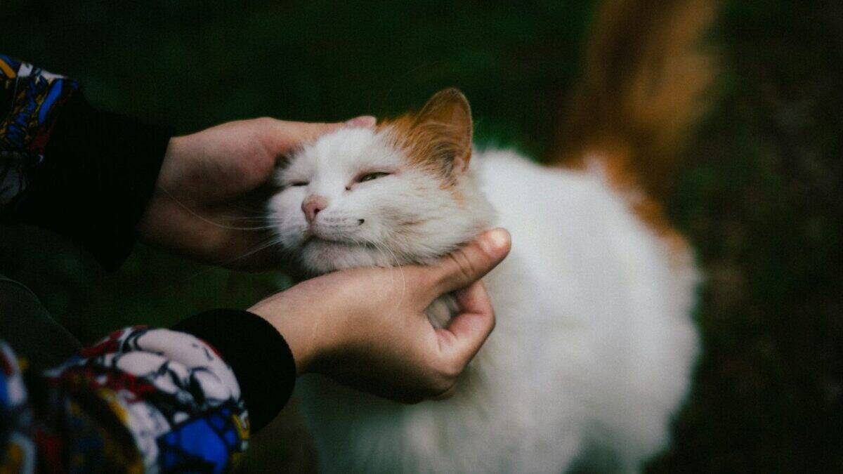 A person pets a happy, adorable cat.