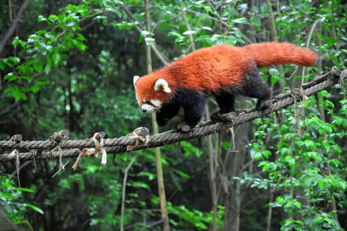 brown and black animal walking on rope in forest