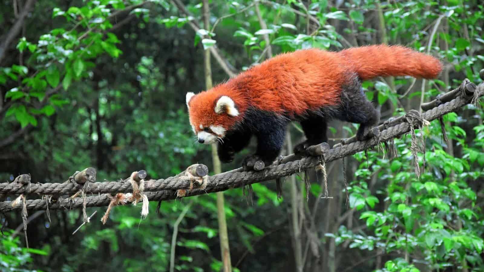 brown and black animal walking on rope in forest