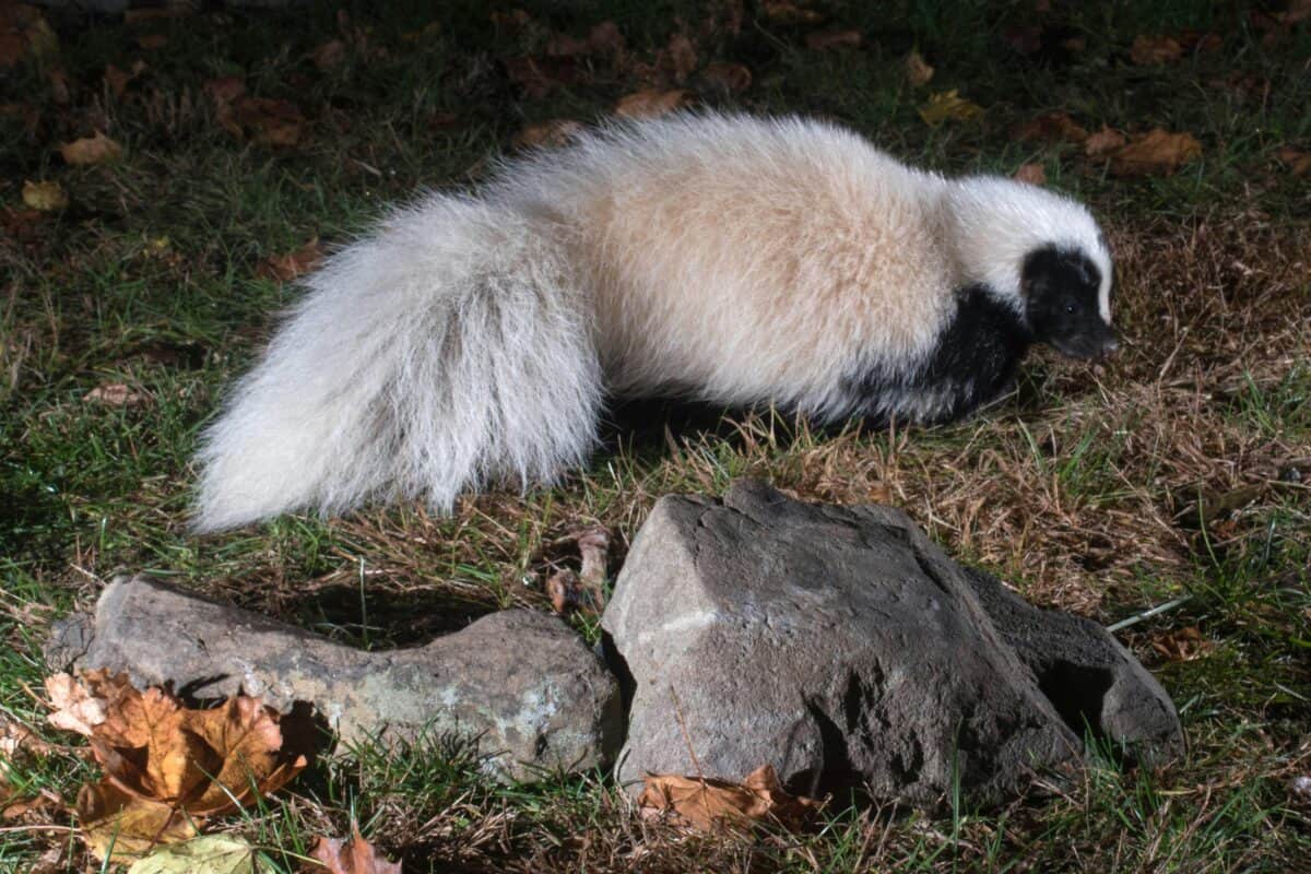 A skunk with a dominant white color resting beside a big rock.