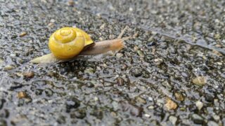 A snail with a golden-colored shell.