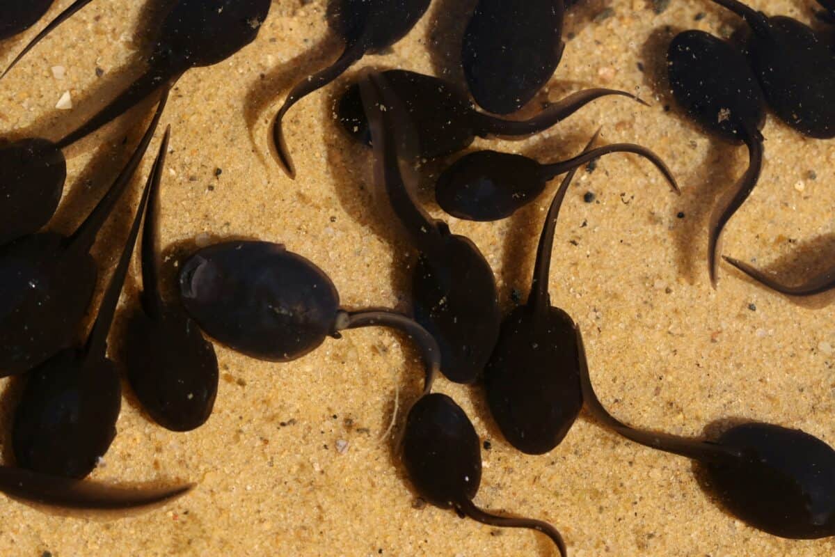 Tadpoles swimming in random directions.
