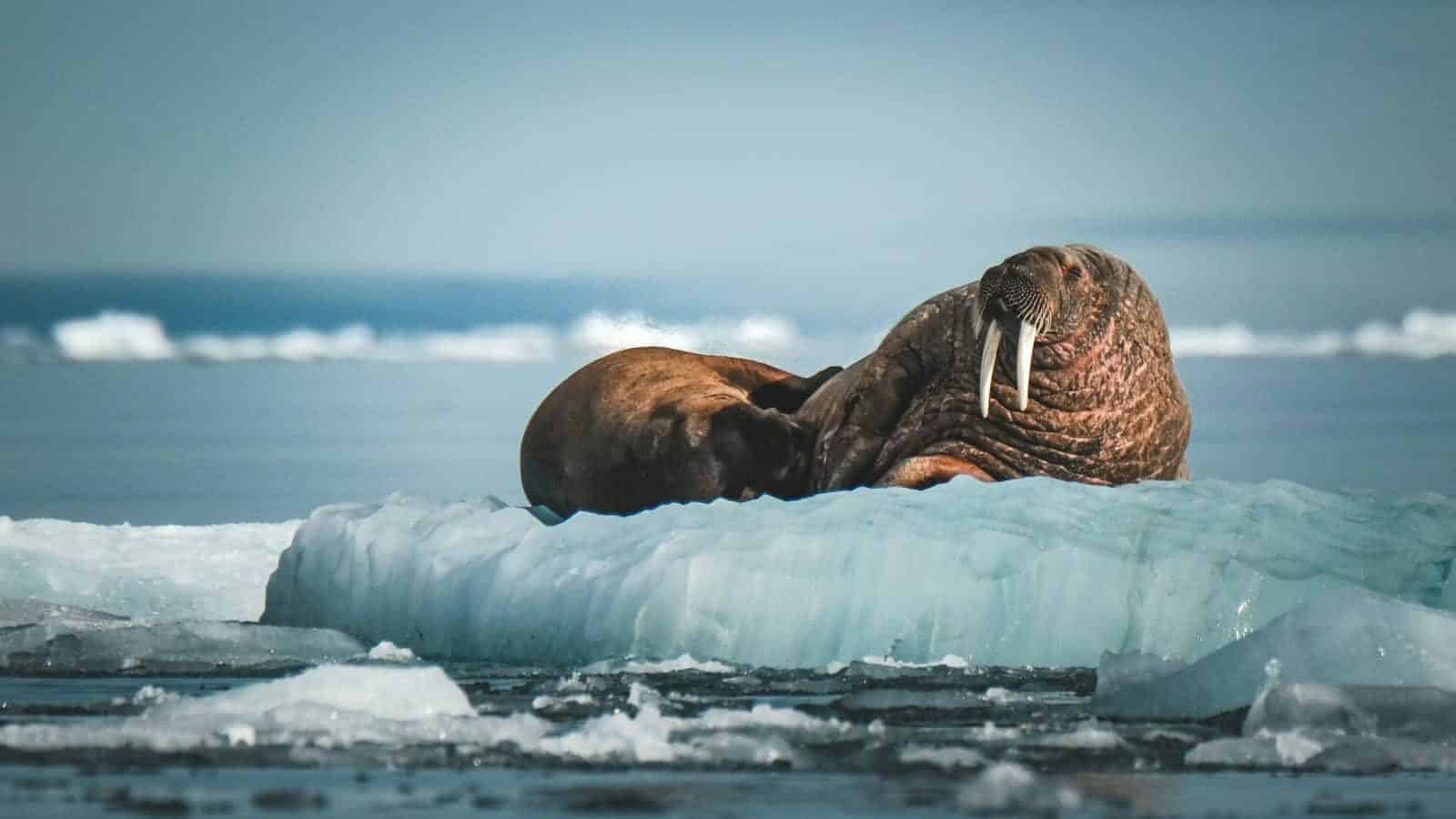 A sea lion laying on top of an iceberg