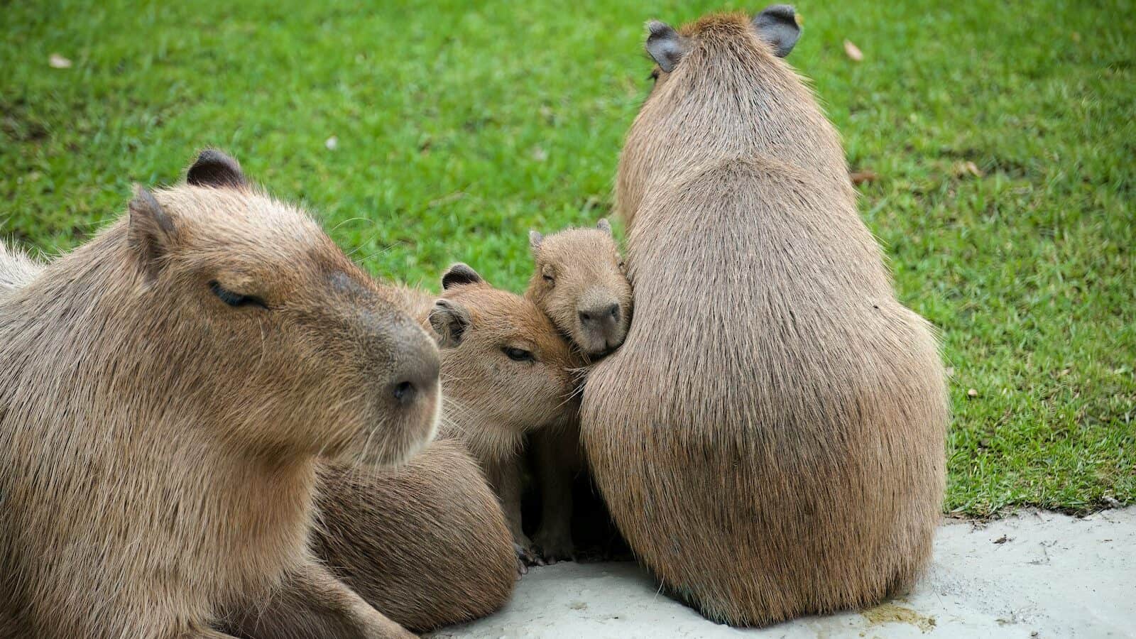 a group of baboons sitting on top of a lush green field