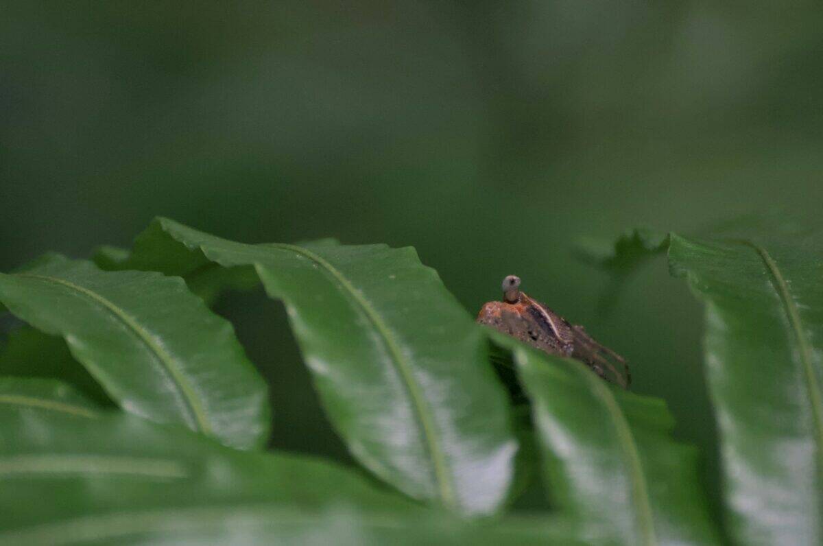 A small bug is hidden among green leaves.