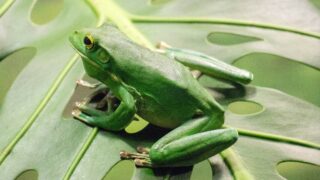 A green frog with distinct features.