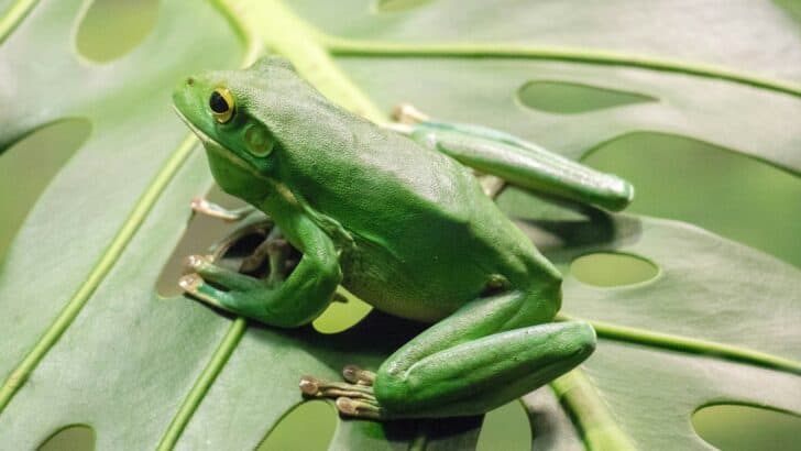 Frogs Return to the San Gabriels in Major Conservation Effort