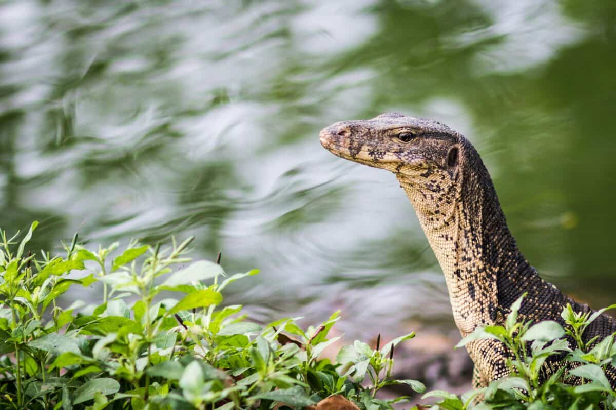 A huge lizard in its natural habitat.