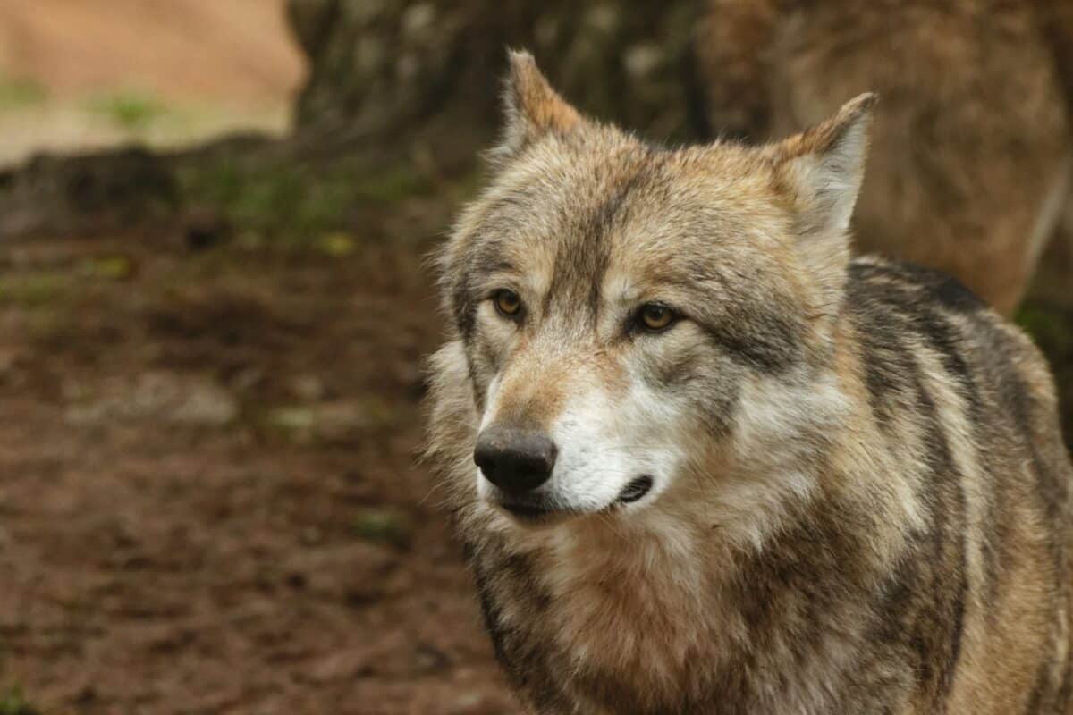 The Bold Wolf Pack of Juneau, Alaska&mdash;Too Close for Comfort