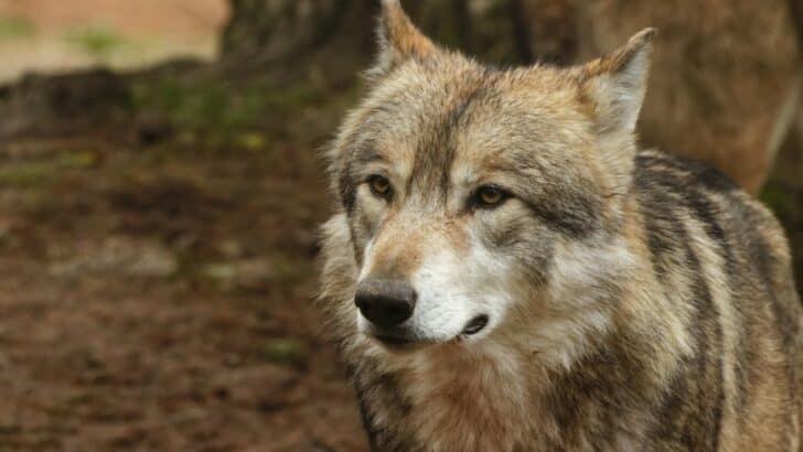 The Bold Wolf Pack of Juneau, Alaska—Too Close for Comfort