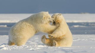 polar bear on snow covered ground during daytime
