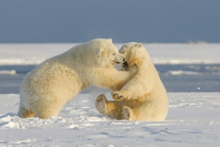 Why Bears Play—and What It Teaches Us