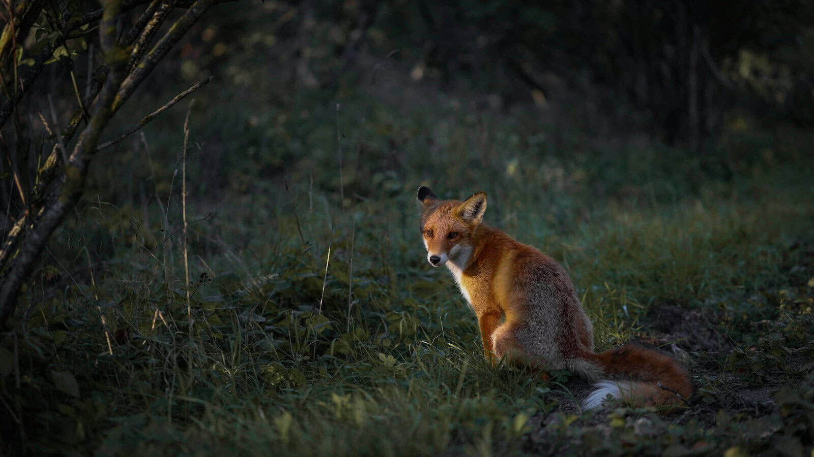 A red fox sitting in the middle of a forest