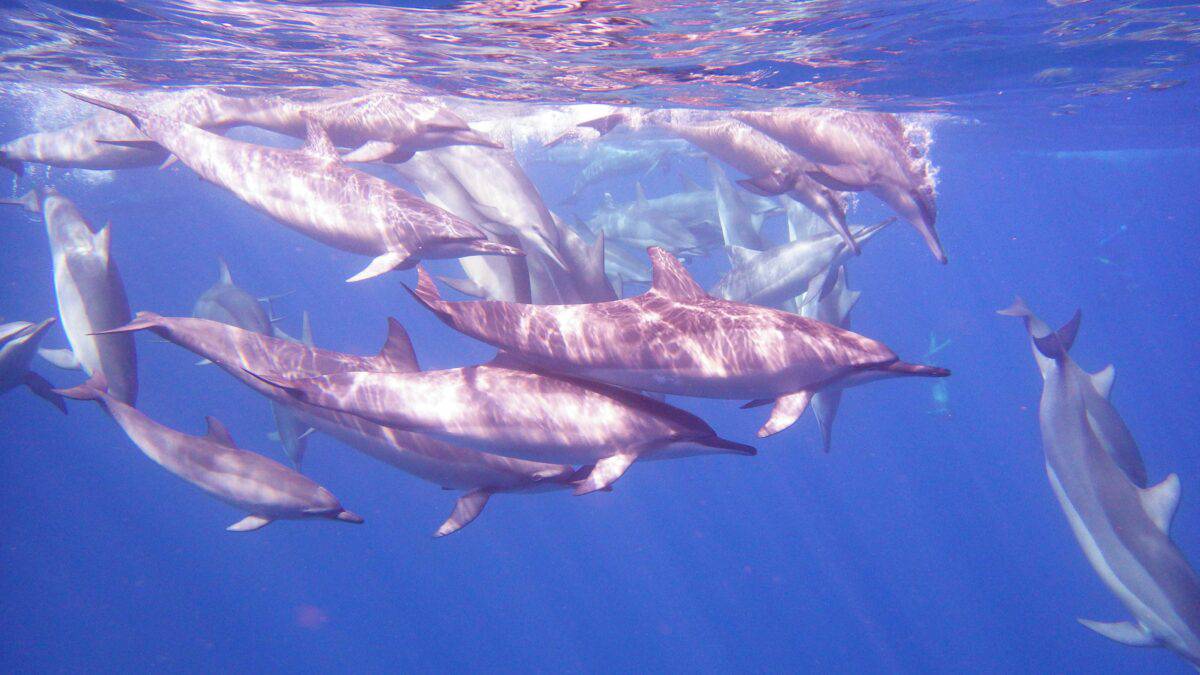 A group of pinkish dolphins.