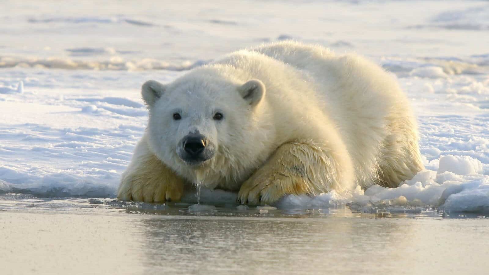 polar bear on water during daytime