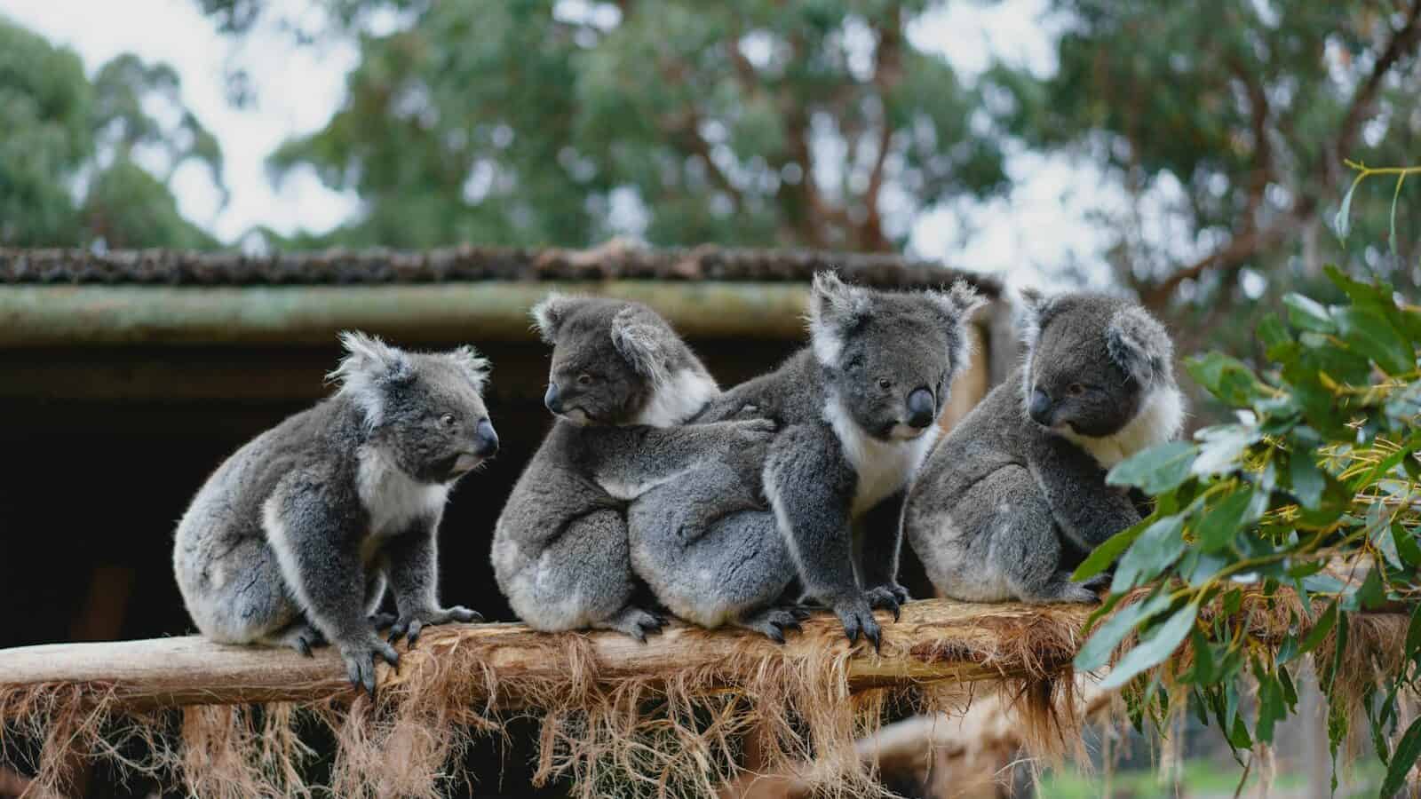 a group of koalas sitting on top of a tree stump