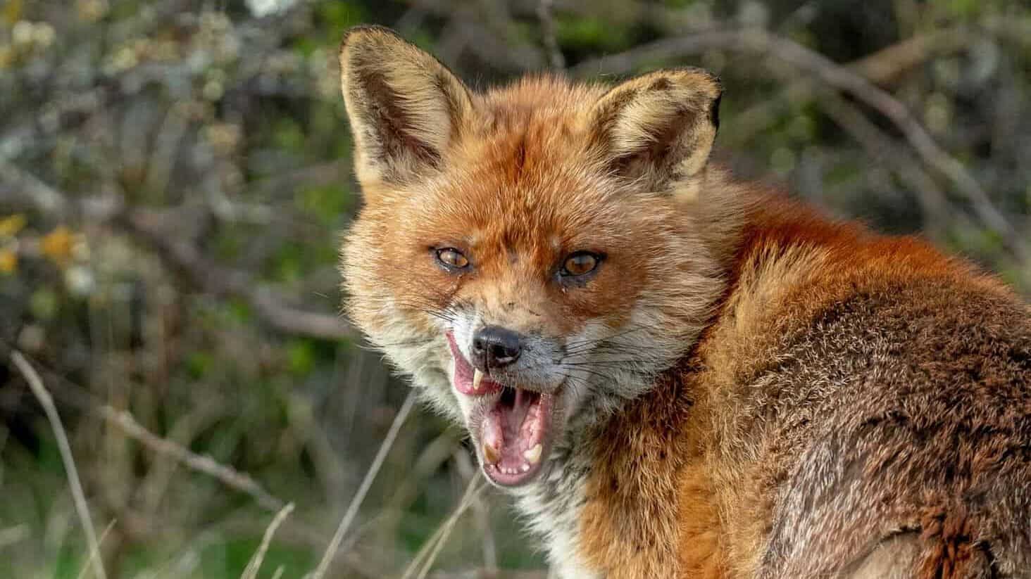 a fox with its mouth open