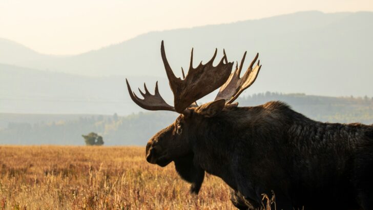 Top U.S. Road Trips for Spotting Moose in the Wild