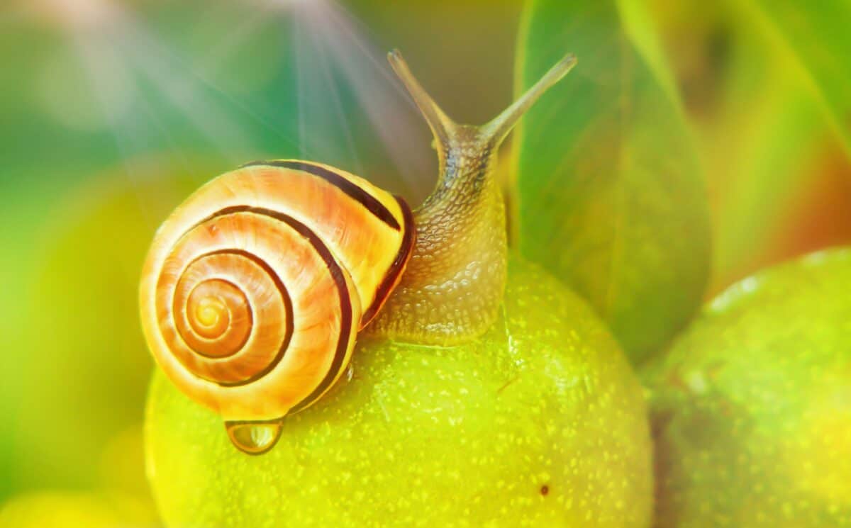 A snail crawling on a fruit on a sunny day.