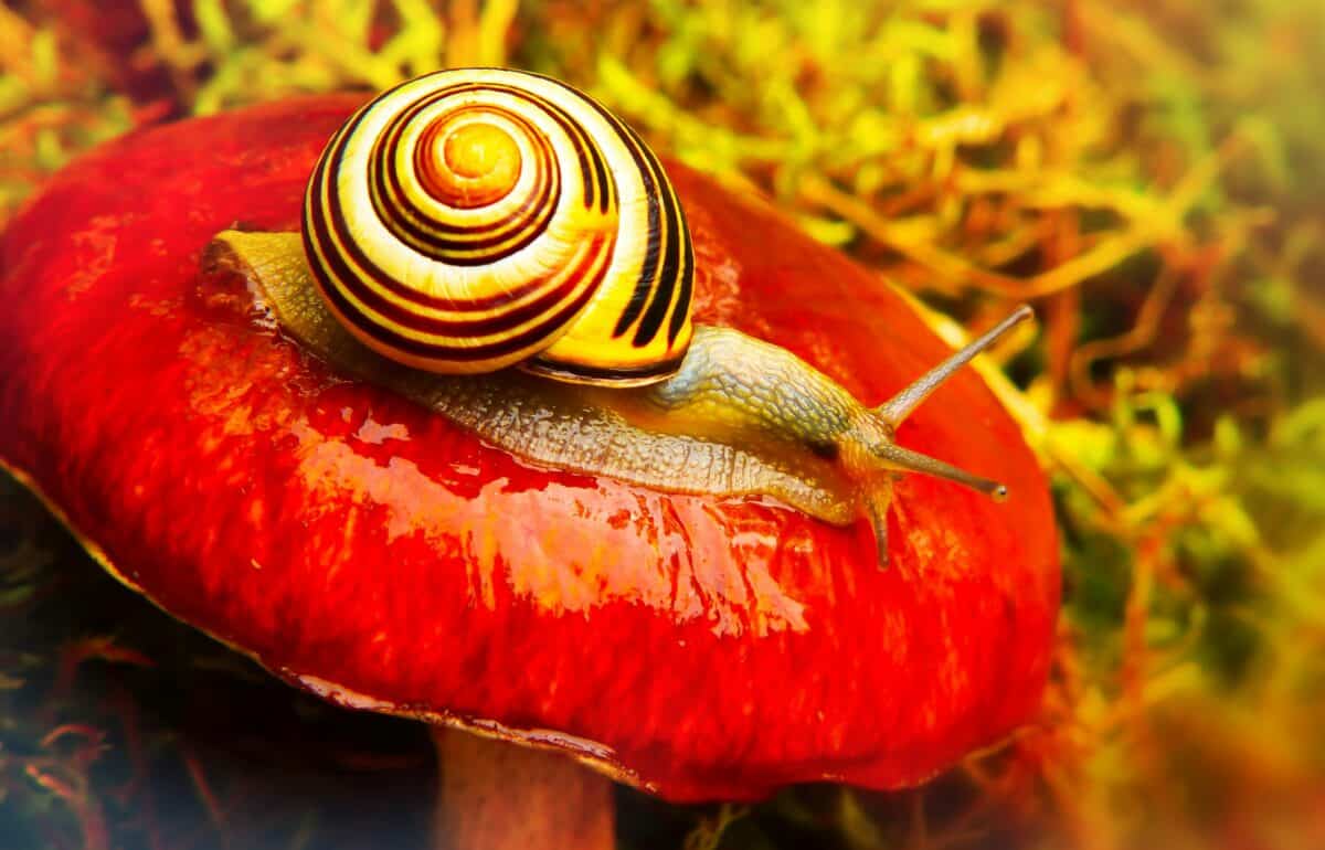 A snail on top of a red mushroom.
