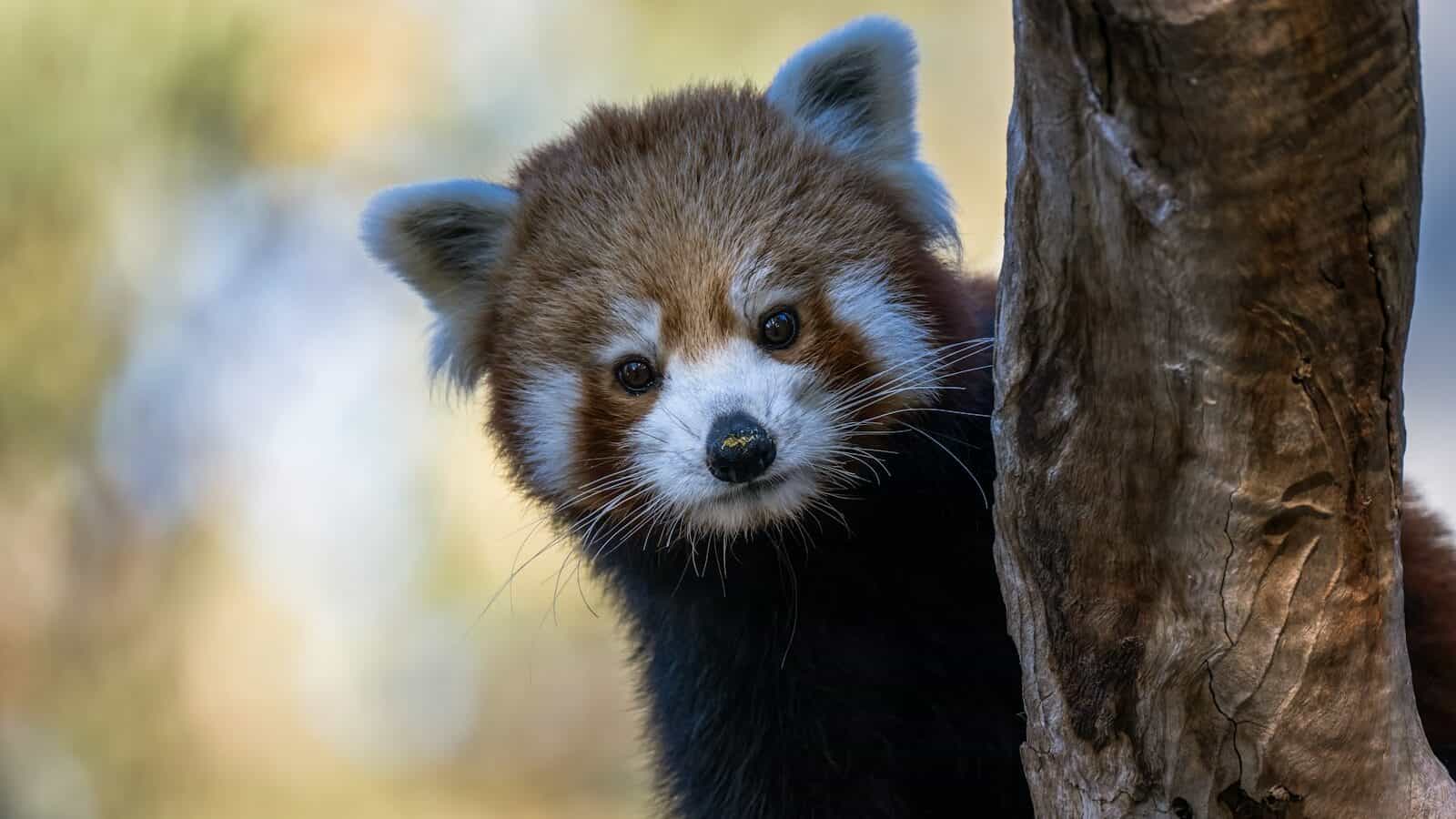 A small red panda climbing up the side of a tree