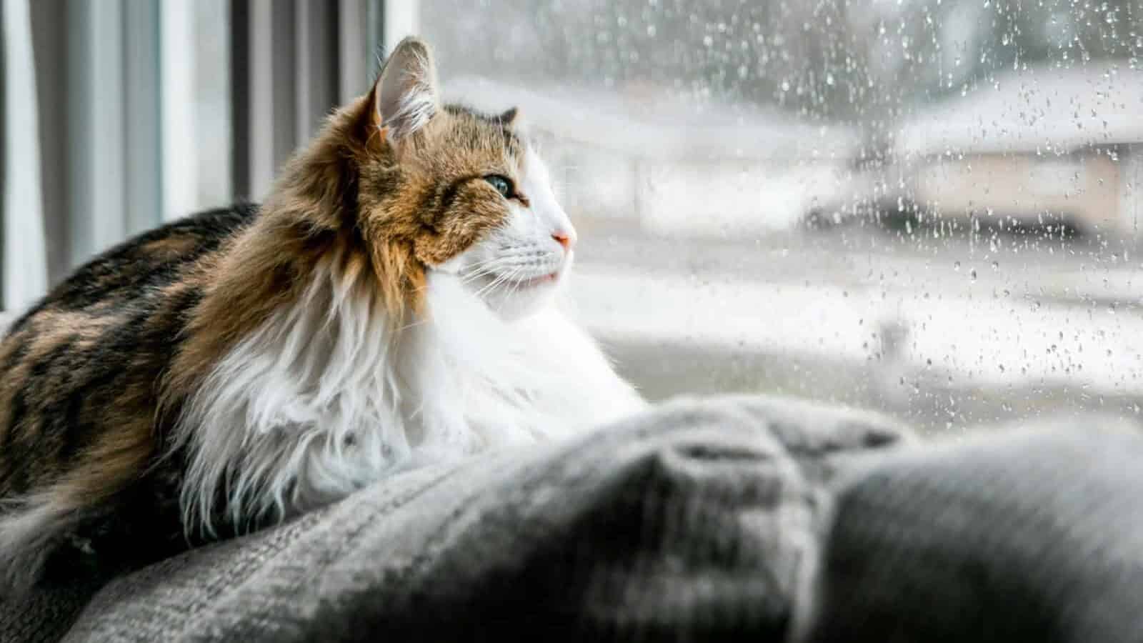 brown and white cat on gray textile