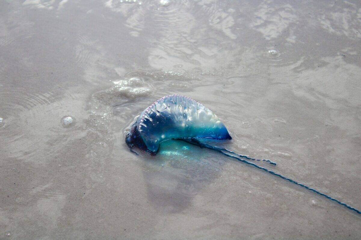 A blue object floating on top of a body of water