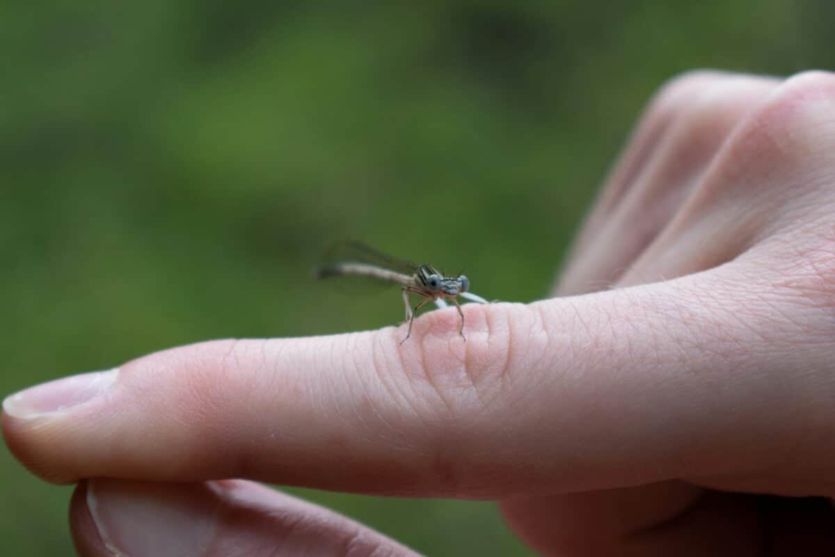 An insect landed on a person's finger.