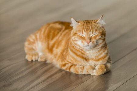 The Silent Language of Cats: A Scientific Look at Feline Body Language