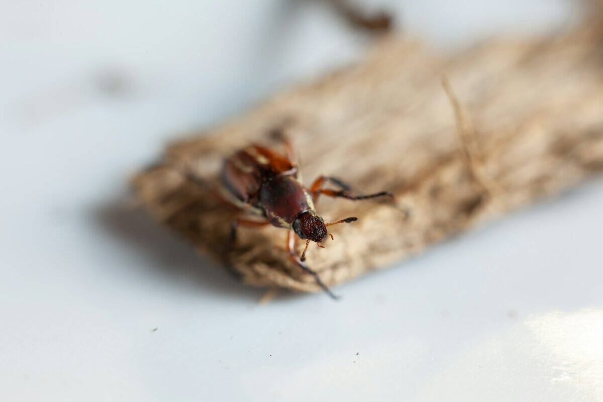 a close up of a bee