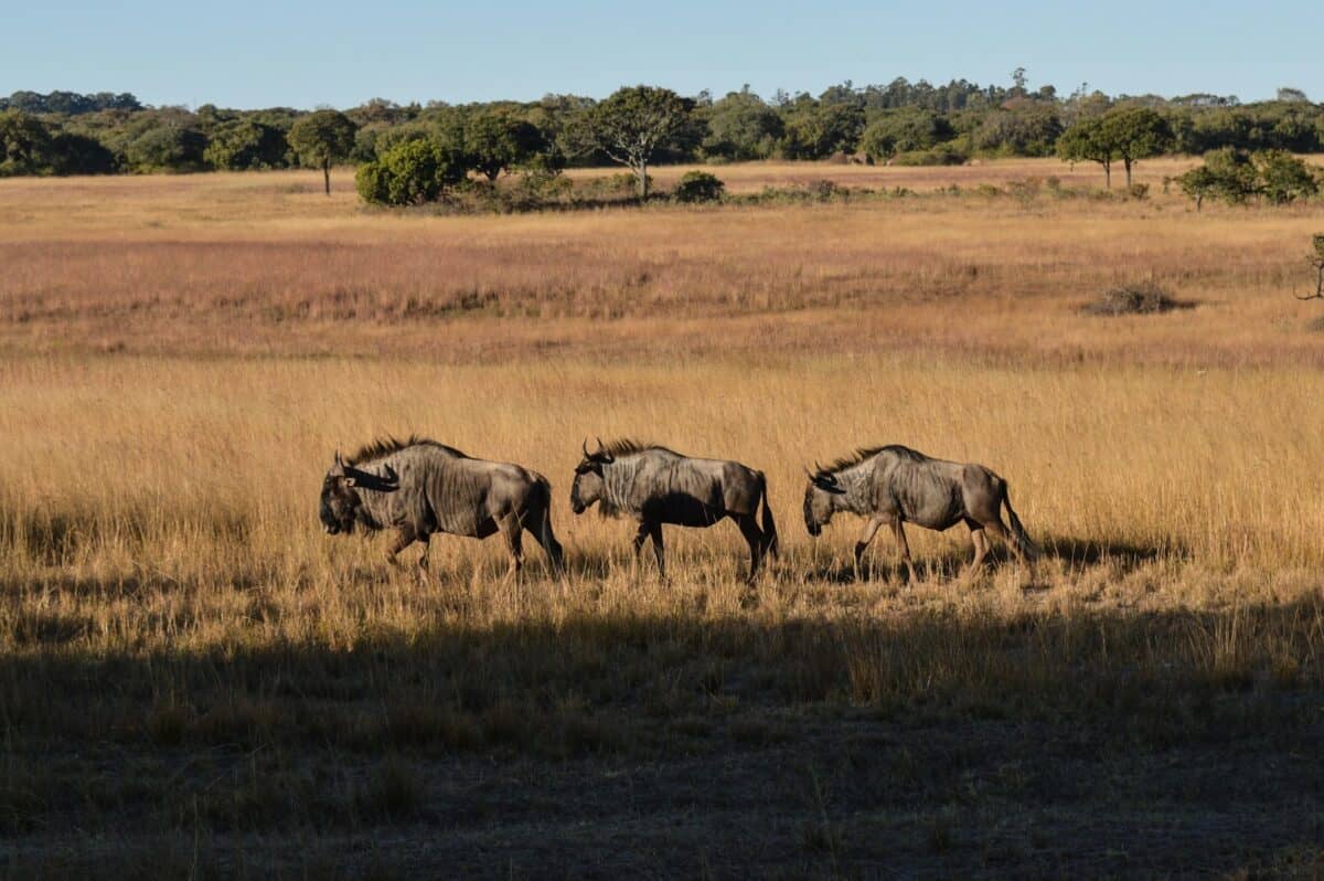 three gray animals