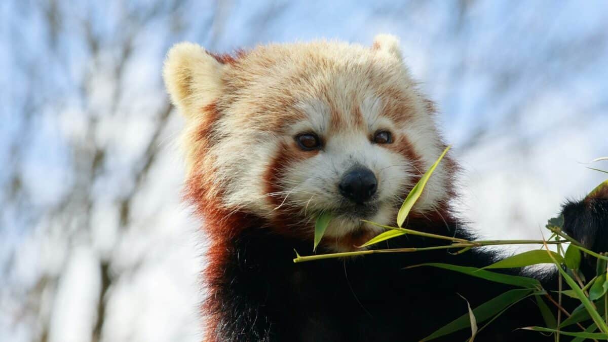 A red panda eats bamboo.